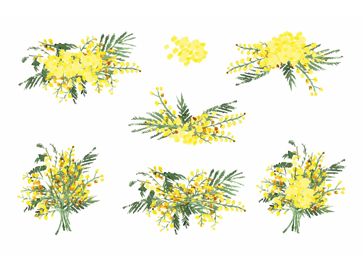 Mimosa