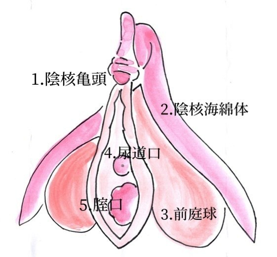 クリトリス部分説明