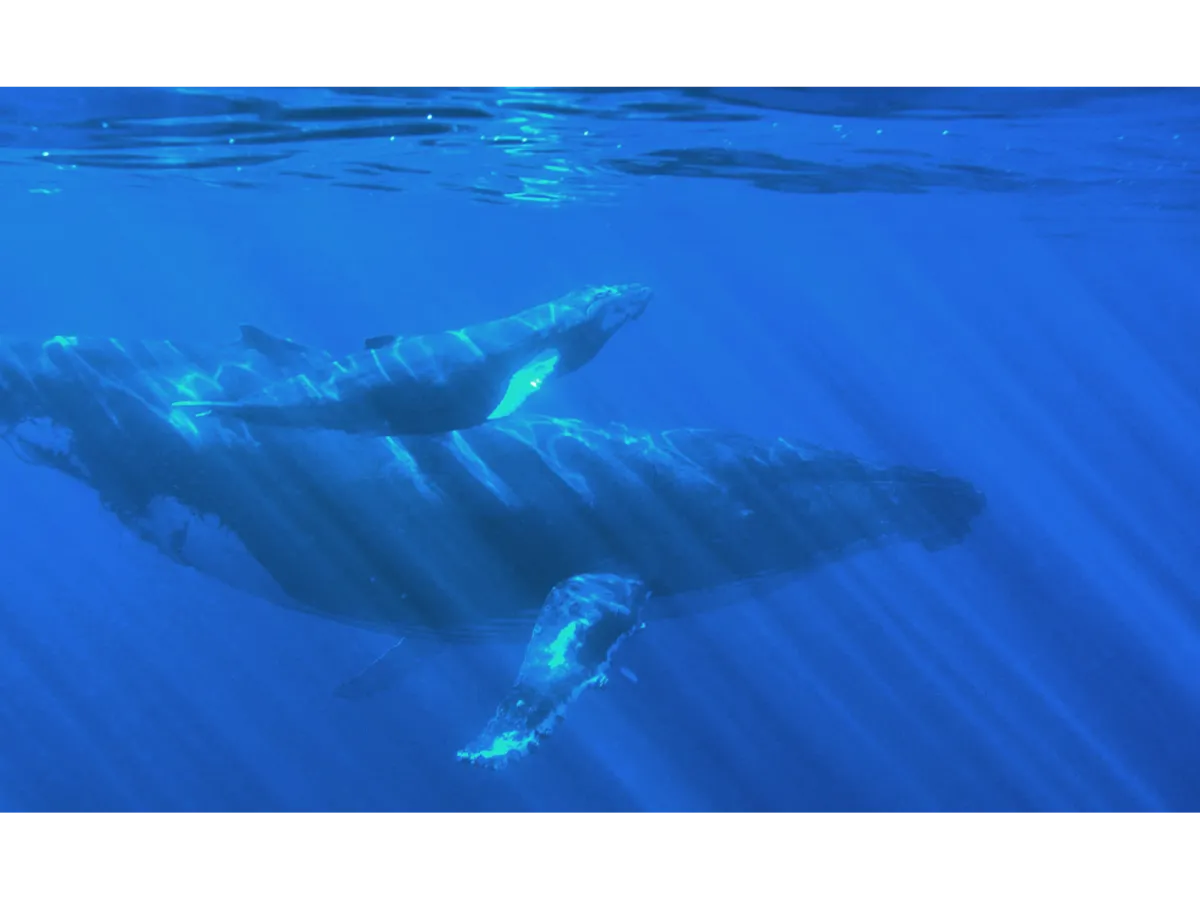 『iroha mai RURI』のモチーフとなったクジラ