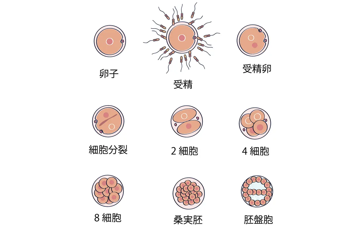 卵子凍結